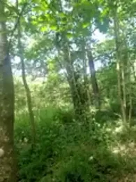 twitshe webcam model stream image