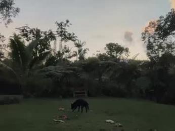 kaileeshy webcam model stream image