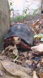 MONSTER777DADDY webcam model stream image