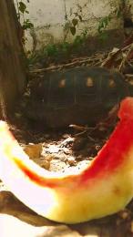 MONSTER777DADDY webcam model stream image