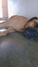 MONSTER777DADDY webcam model stream image