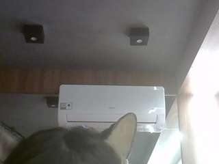 skinnykittencam webcam model stream image