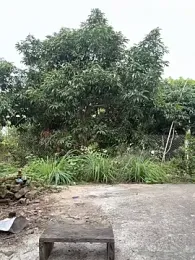 Naughty___asian webcam model stream image