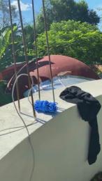 PianoTobe webcam cam4 model stream image