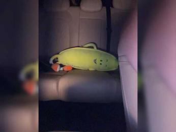 KatyKatS bongacams stream image, 29.08.2025 20:00
