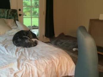 kaileeshy chaturbate stream image, 07.02.2026 04:10