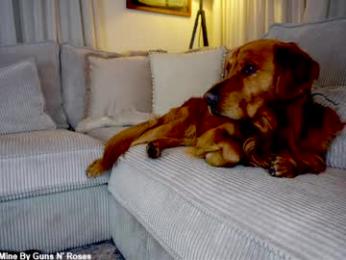 x_lily_x chaturbate stream image