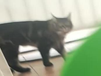 hannahjames710 chaturbate stream image