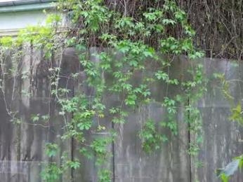 babesgowild chaturbate stream image, 26.04.2025 04:40